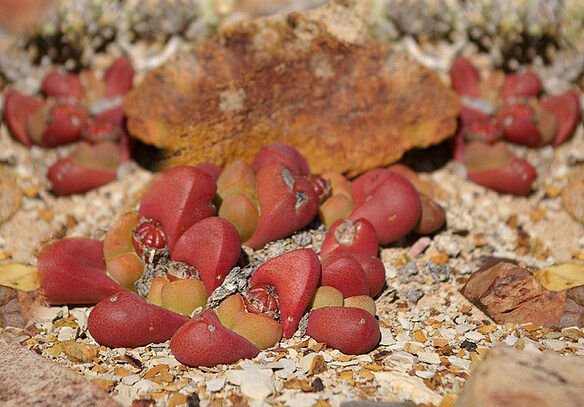 Tanquana Prismatica Rare Rock Mesembs Exotic Succulent Cactus Aloe Seed 30 Seeds Fresh Garden