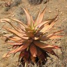 Aloe Khamiesensis Exotic Succulent Rare Cactus Seed Plant Agave 15 Seeds Fresh Garden