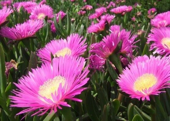 Carpobrotus Edulis Rare Mesembryanthemum Exotic Succulent Mesembs Seed 20 Seeds Fresh Garden