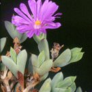 Braunsia Apiculata Rare Mesembryanthemum Exotic Succulent Mesembs Seed 15 Seeds Fresh Garden