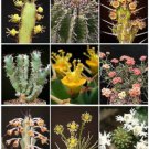 Euphorbia Variety Mix Exotic Succulent Rare Cactus Plant Seed Cacti 10 Seeds Fresh Garden