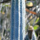 Pilosocereus Royenii Exotic Blue Color Columnar Rare Cacti Cactus Seed 20 Seeds Fresh Garden