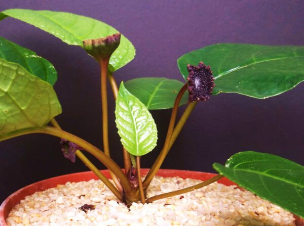 Dorstenia Elata Rare Succulents Caudex Exotic Caudiciform Bonsai Seed 20 Seeds Fresh Garden