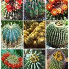 Barrel Cactus Variety Mix Exotic Globular Ball Cacti Rare Flower Seed 50 Seeds Fresh Garden