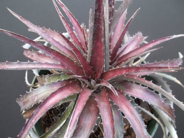 Dyckia Cherry Coke Hybrid Exotic Terrestrial Bromeliad Air Rare Seed 10 Seeds Fresh Garden