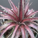 Dyckia Cherry Coke Hybrid Exotic Terrestrial Bromeliad Air Rare Seed 10 Seeds Fresh Garden