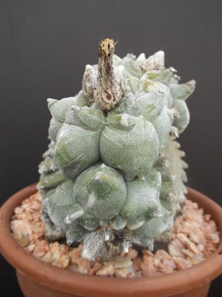 Astrophytum Myriostigma Kiko White Rare Cactus Cacti Japan Hybrid Seeds 15 Seeds Fresh Garden