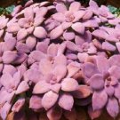 Graptopetalum Pentandrum Exotic Succulent Rare Mesembs Flowering Plant 100 Seeds Fresh Garden