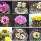 Notocactus Mix Variety Mixed Parodia Rare Cactus Cacti Flowering Seed 500 Seeds Fresh Garden