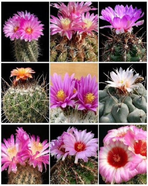 Thelocactus Variety Mix Exotic Mixed Cacti Rare Flowering Cactus Seed 50 Seeds Fresh Garden