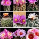 Thelocactus Variety Mix Exotic Mixed Cacti Rare Flowering Cactus Seed 50 Seeds Fresh Garden