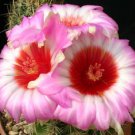 Thelocactus Bicolor Schwarsii Exotic Flowering Cactus Cacti Rare Seed 100 Seeds Fresh Garden
