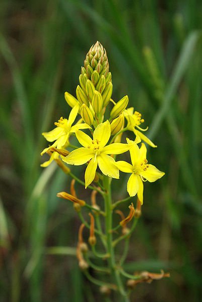Bulbine Alooides Exotic Bulb Plant Rare Succulents Scilla Cactus Seed 20 Seeds Fresh Garden