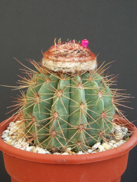 Melocactus Oreas Ssp Oreas Exotic Turk'S Cap Cacti Rare Cactus Seed 100 Seeds Fresh Garden