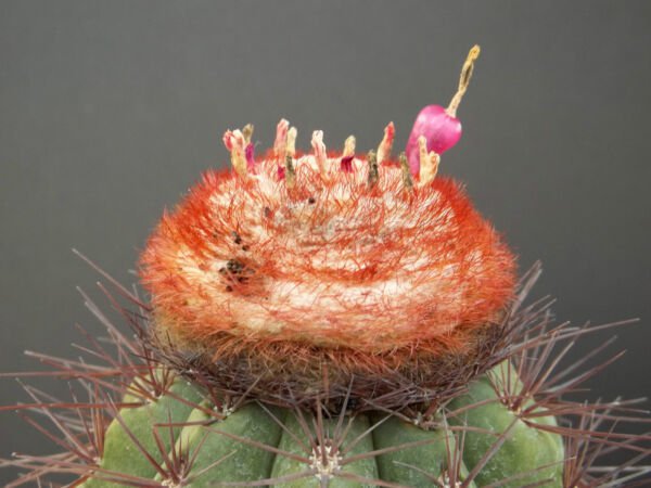 Melocactus Neomontanus Exotic Turk'S Cap Cacti Rare Cactus Semi Seed 100 Seeds Fresh Garden