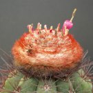 Melocactus Neomontanus Exotic Turk'S Cap Cacti Rare Cactus Semi Seed 100 Seeds Fresh Garden
