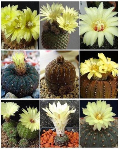 Frailea Variety Mix Exotic Mixed Cacti Rare Flowering Cactus Semi Seed 30 Seeds Fresh Garden