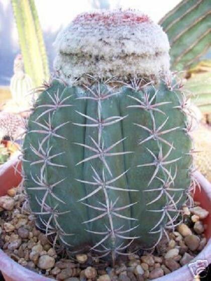Melocactus Levitestatus Exotic Cacti Rare Succulent Cactus Aloe Plant 50 Seeds Fresh Garden