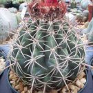Melocactus Curvispinus Turk'S Cap Flowering Cacti Rare Cactus Seed Aloe 50 Seeds Fresh Garden