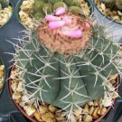Melocactus Concinnus Exotic Cacti Succulent Outdoors Rare Cactus Seed 50 Seeds Fresh Garden