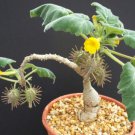 Uncarina Roesliana Exotic Rare Flowering Caudex Rare Succulents Seed 5 Seeds Fresh Garden