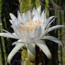 Stetsonia Coryne Toothpick Cactus Argentine Columnar Cacti Rare Seed 20 Seeds Fresh Garden