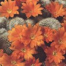 Rebutia Muscula Exotic Rare Cactus Globular Flowering Cacti Seed Semi 100 Seeds Fresh Garden