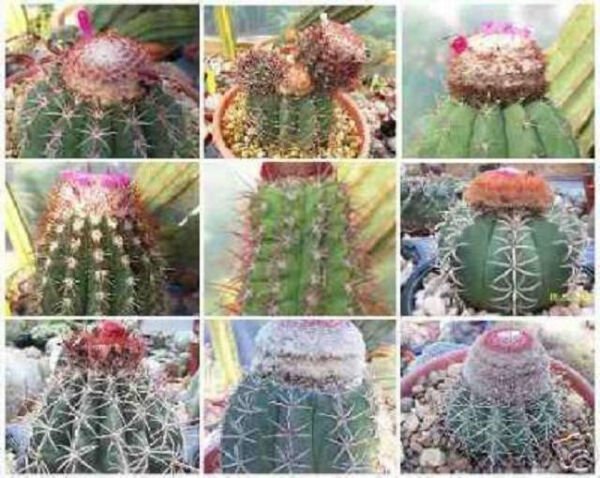 Melocactus Mixed Variety Mix Cacti Rare Cactus Globular Cephalium Seed 100 Seeds Fresh Garden