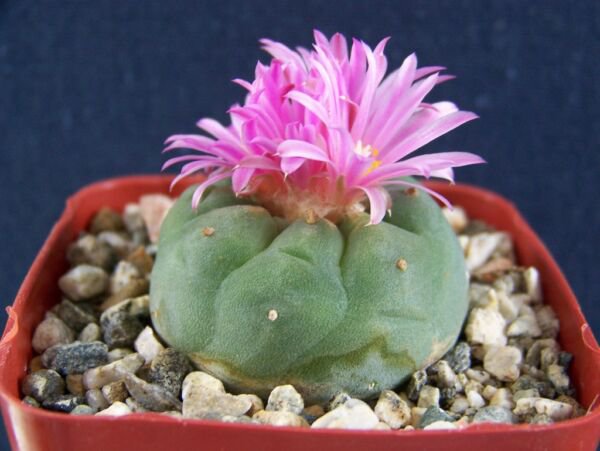 Matucana Sp Pink Exotic Rare Cactus Cacti Seed 50 Seeds Fresh Garden
