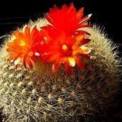 Parodia Haselbergii Exotic Flowering Aloe Cacti Rare Cactus Notocactus 100 Seeds Fresh Garden
