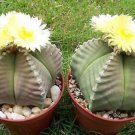 Astrophytum Myriostigma Kiko Nudum Rare Japan Hybrid Cactus Plant Cacti 20 Seeds Fresh Garden