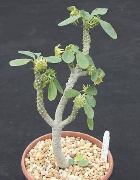 Dorstenia Lavrano 10341 Exotic Rare Caudex Bonsai Cactus Seed Cacti 100 Seeds Fresh Garden