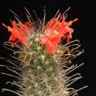 Mammillaria Poselgeri Exotic Pincushion Flowering Aloe Rare Cactus Seed 50 Seeds Fresh Garden