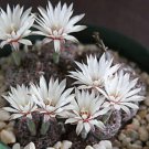 Gymnocalycium Mesopotamicum Exotic Fowering Flower Rare Cactus Cacti 50 Seeds Fresh Garden