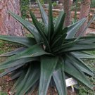 Gasteria Exelsa Rare Madagascar Succulent Hybrid Agave Cacti Aloe Seed 20 Seeds Fresh Garden