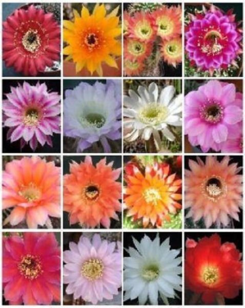 Echinopsis Variety Mix Exotic Hybrid Flowering Cacti Cactus Shick Seed 50 Seeds Fresh Garden