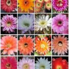 Echinopsis Variety Mix Exotic Hybrid Flowering Cacti Cactus Shick Seed 50 Seeds Fresh Garden