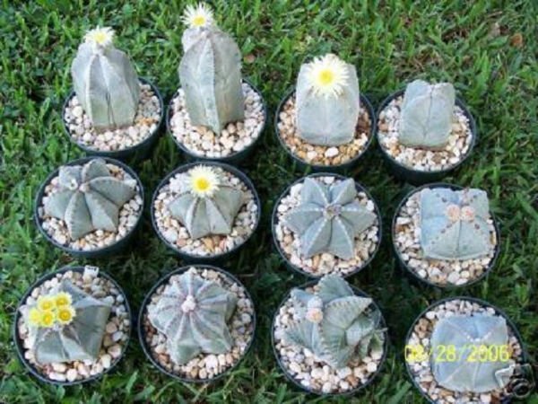 Astrophytum Myriostigma Mix J Exotic Globular Cacti Rare Cactus Seed 20 Seeds Fresh Garden