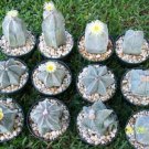 Astrophytum Myriostigma Mix J Exotic Globular Cacti Rare Cactus Seed 20 Seeds Fresh Garden