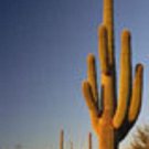 Carnegia Gigantea Saguaro Gigant Cacti Desert Columnar Cactus Aloe Seed 50 Seeds Fresh Garden