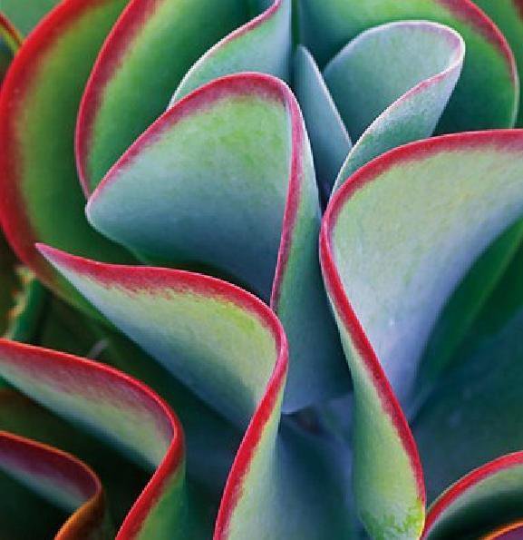 Kalanchoe Thyrsiflora Exotic Rare Xeriscaping Mesembs Succulents Seed 100 Seeds Fresh Garden