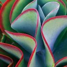 Kalanchoe Thyrsiflora Exotic Rare Xeriscaping Mesembs Succulents Seed 100 Seeds Fresh Garden