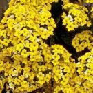 Kalanchoe Blossfeldiana Yellow Flower Rare Mesembs Succulents Seed 30 Seeds Fresh Garden