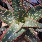 Aloe Cultivar Fang Exotic Hybrid Rare Color Succulent Cactus Cacti Seed 10 Seeds Fresh Garden