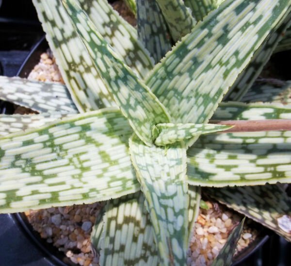 Aloe Cv White Stag Hybrid Exotic Color Succulent Rare Flowering Seed 10 Seeds Fresh Garden