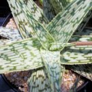 Aloe Cv White Stag Hybrid Exotic Color Succulent Rare Flowering Seed 10 Seeds Fresh Garden