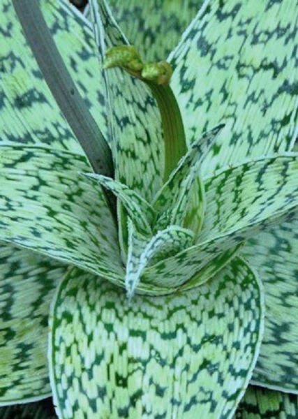 Aloe Cv Delta Lights Hybrid Exotic Color Succulent Rare Flowering Seed 10 Seeds Fresh Garden