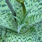 Aloe Cv Delta Lights Hybrid Exotic Color Succulent Rare Flowering Seed 10 Seeds Fresh Garden