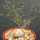 Schizobasis Intricata Exotic Rare Caudex Flower Bonsai Onion Cacti Seed 10 Seeds Fresh Garden