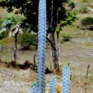 Pilosocereus Pentaedrophorus Rare Exotic Columnar Cacti Cactus Seed 500 Seeds Fresh Garden